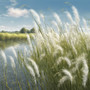 Willow Wisps