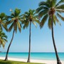 Palm Trees