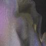 self destruct (Explicit)