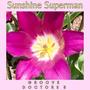 Sunshine Superman