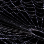 Death Web