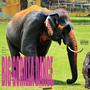 The Elephant Show Presents: BIG GORILLA DANCE. (Explicit)