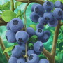 blueberries