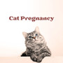 Cat Pregnancy