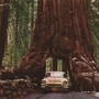 sitting on top of a redwood