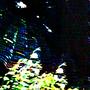 spiders (feat. unblithe)