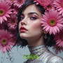 Gerberas