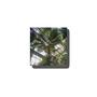 FANJAN (feat. Sagitto) [Explicit]