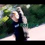 Shape (Explicit)