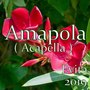 Amapola