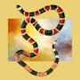Snakes (Explicit)