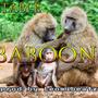 Portable Baboon