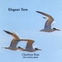 Elegant Tern