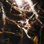 ORTO / RADICI (crescita) [Explicit]