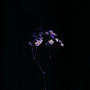 LOVE SONG