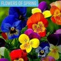 Flowers of Spring