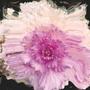 pretty petals (feat. MATTHEW MAXI) [Explicit]