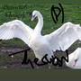 The Swan (Explicit)