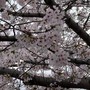 When the Cherry Blossoms Bloom (Sine Wave Version)