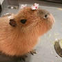 capybara (Explicit)