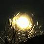 LuZ