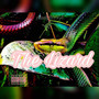 The lizard (Explicit)