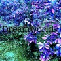 DREAMWORLD