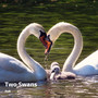 Two Swans