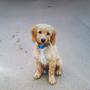 Alfie