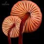 Mycena Media - Synthetic