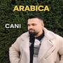Cani, Arabica