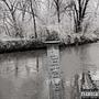 White Trees (Explicit)