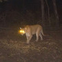 Mountain Lion (Explicit)