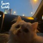 loving feeling