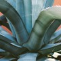 Agave