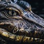 Crocodi (Explicit)