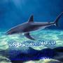 Shark (Remix) [Explicit]