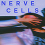 Nerve Cells