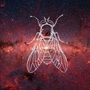 Mosquita