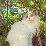 Dolly