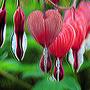 Dicentra (Explicit)