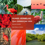 Guará Vermelho - Que Comece por Mim