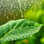 Fréquence de pluie