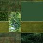 Forest Green (Explicit)