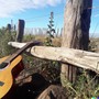La Colonia