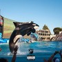 Killer Whale Show (Explicit)