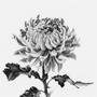 Chrysanthemum