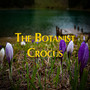 Crocus