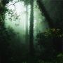 Forest Rain