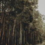 Willow Tree